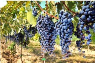 Food and wine tasting event