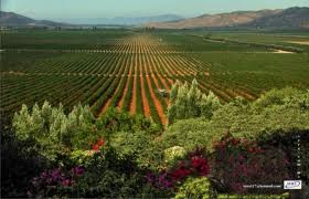 Winery and vineyard estate