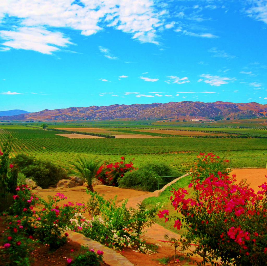 Food and Wine Festival